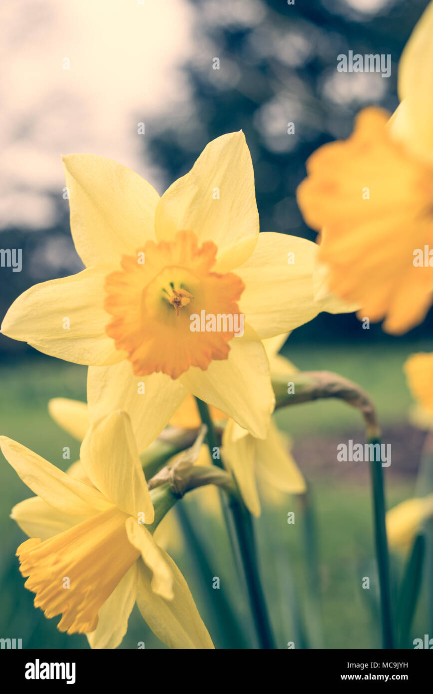 Wilde gelbe Narzisse Narcissus Hospodar Narzissen Frühling Blumen mit Matt Vintage Finish Stockfoto