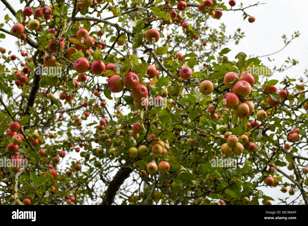 Äpfel auf dem Baum Stockfoto