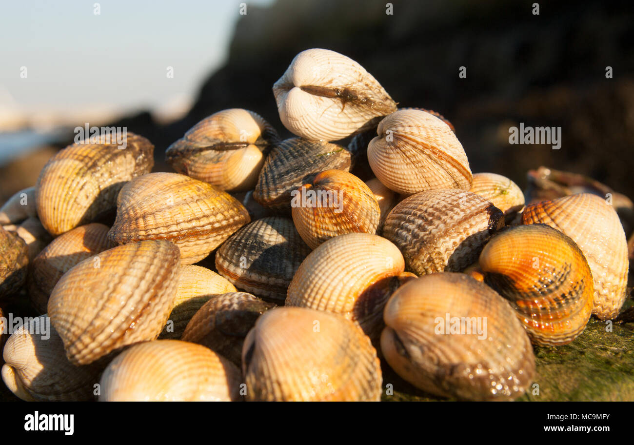 Herzmuscheln, Cerastoderma edule, während der nahrungssuche für Muscheln in der Nähe von Weymouth in Dorset England UK GB gesammelt. Stockfoto