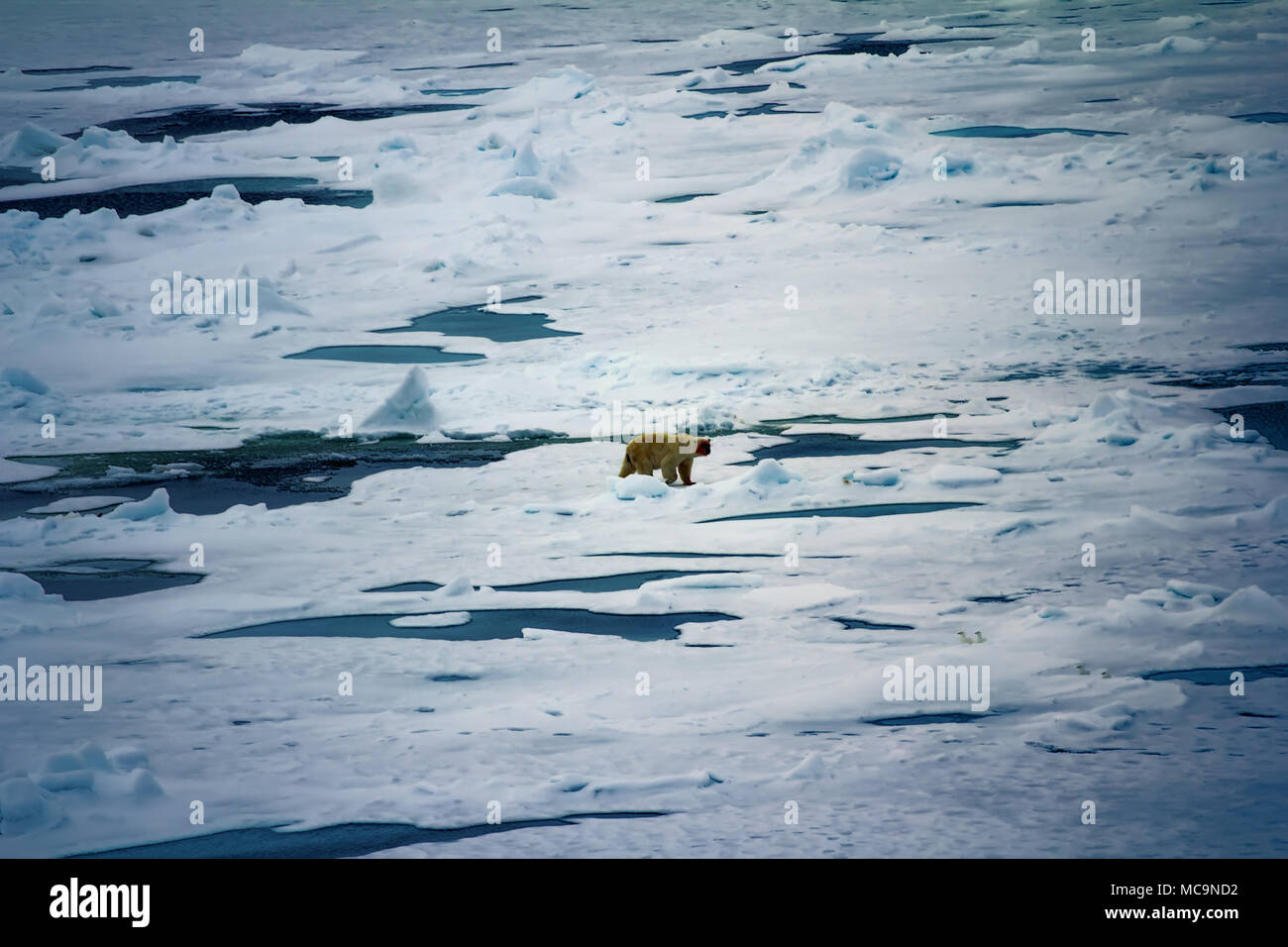 Eisbär in der Nähe von North Pole. Mit Bär geht in den Weiten des Arktischen Ozeans. Tragen verschmutzt, weil Sie Dichtungen Essen Stockfoto