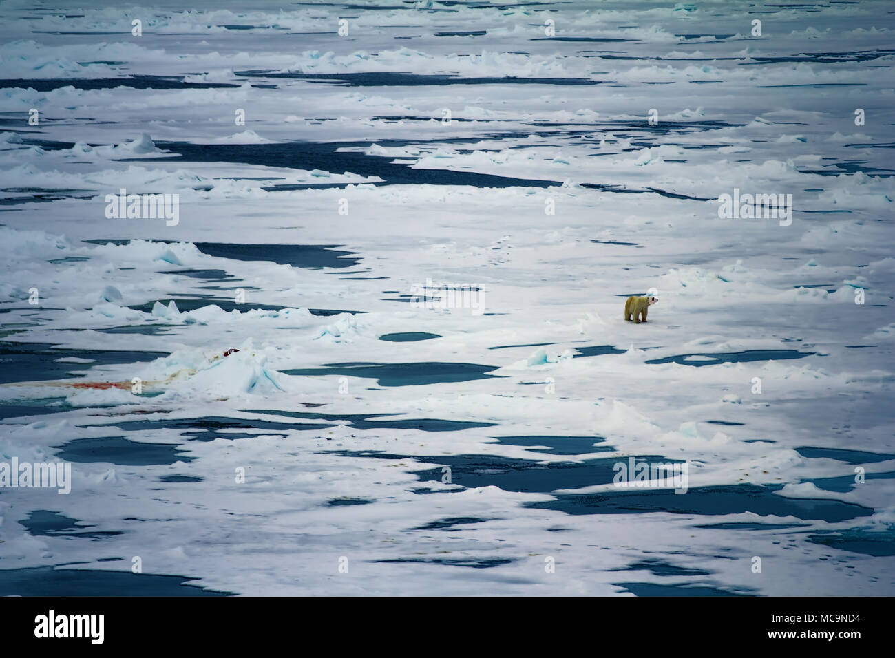 Eisbär in der Nähe von North Pole. Mit Bär geht in den Weiten des Arktischen Ozeans. Tragen verschmutzt, weil Sie Dichtungen Essen Stockfoto