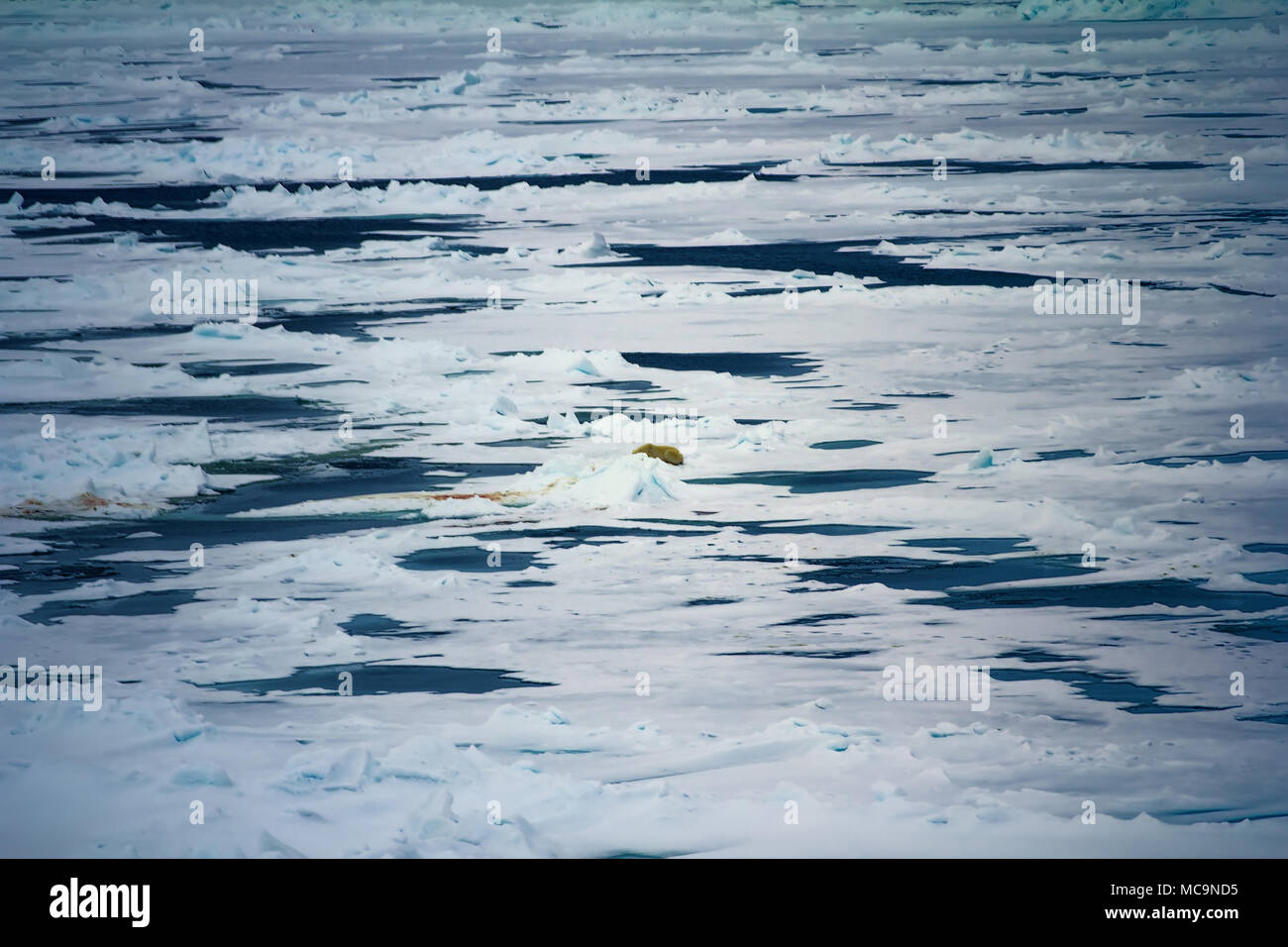 Eisbär in der Nähe von North Pole. Mit Bär geht in den Weiten des Arktischen Ozeans. Tragen verschmutzt, weil Sie Dichtungen Essen Stockfoto