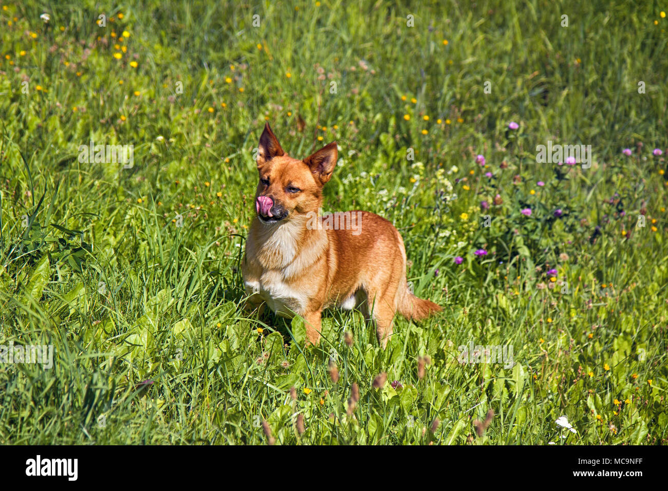 Kleine mongrel Hund auf dem Spaziergang in der Wiese. Abwechslungsreiches Verhalten von Haustieren (Hunde) Stockfoto