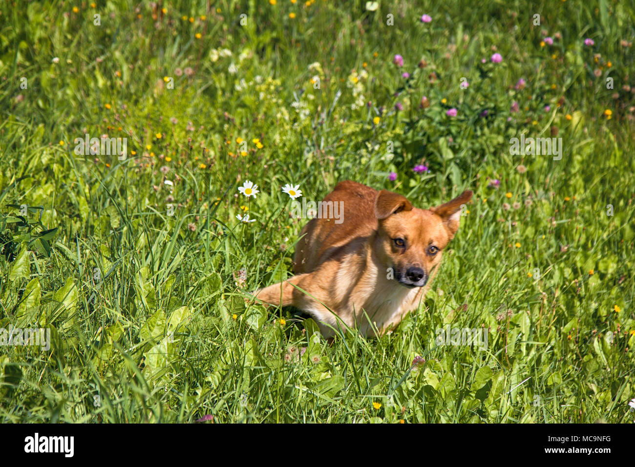 Kleine mongrel Hund auf dem Spaziergang in der Wiese. Abwechslungsreiches Verhalten von Haustieren (Hunde) Stockfoto