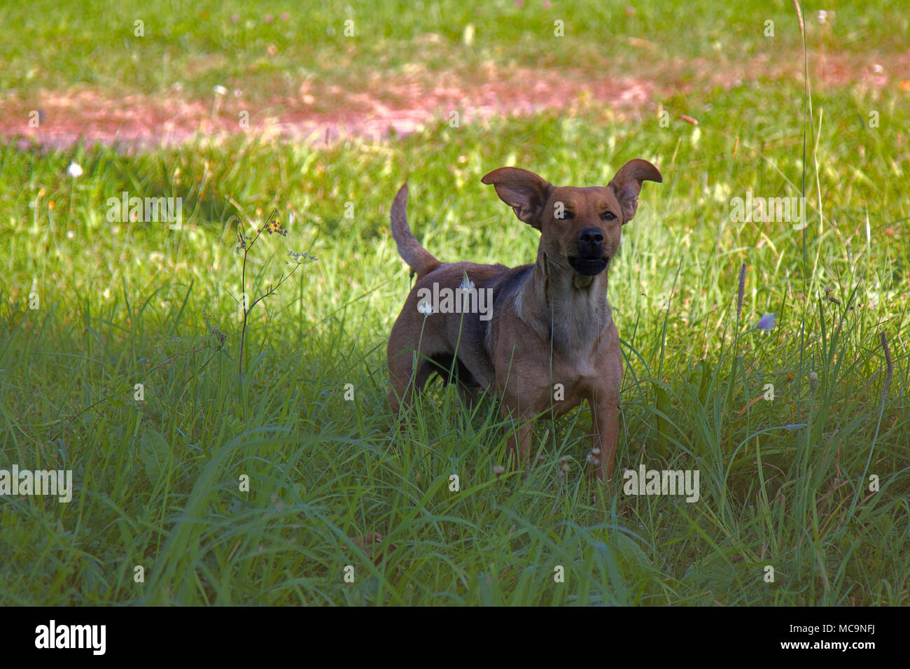 Kleine mongrel Hund auf dem Spaziergang in der Wiese. Abwechslungsreiches Verhalten von Haustieren (Hunde) Stockfoto