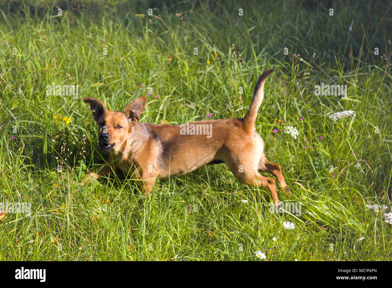 Kleine mongrel Hund auf dem Spaziergang in der Wiese. Abwechslungsreiches Verhalten von Haustieren (Hunde) Stockfoto