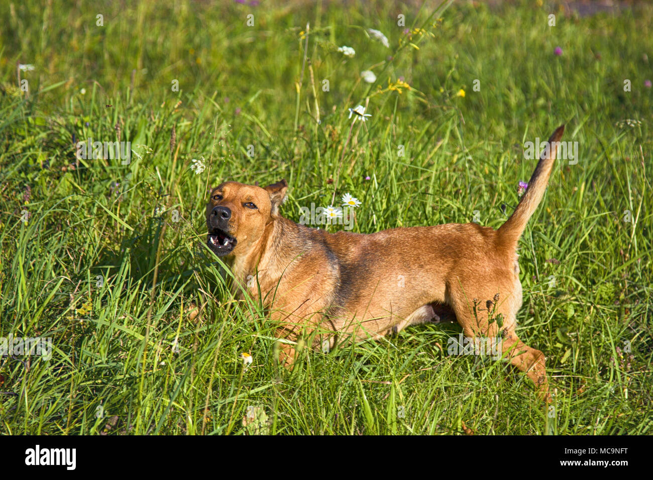 Kleine mongrel Hund auf dem Spaziergang in der Wiese. Abwechslungsreiches Verhalten von Haustieren (Hunde) Stockfoto