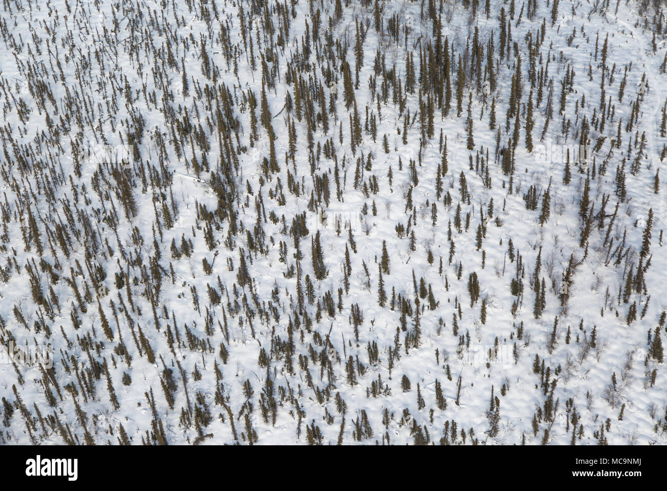 Luftaufnahme von Fichten im Winter, 200 Kilometer nördlich des Polarkreises, Inuvik, Nordwest-Territorien, Kanada Stockfoto