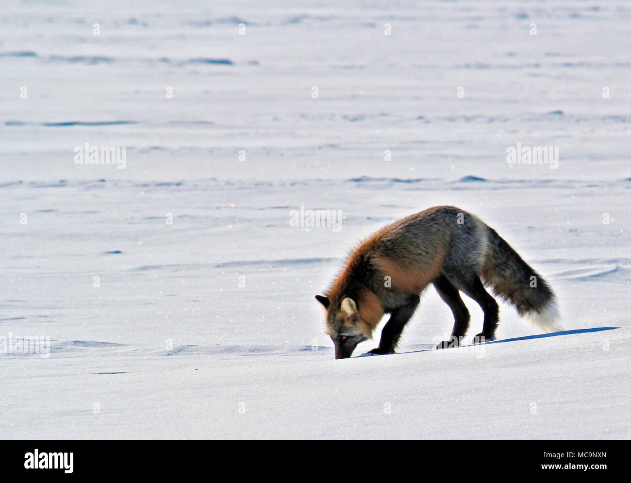 Rotfuchs (Vulpes vulpes) schnüffelt im Winter im Schnee, außerhalb von Inuvik, Nordwest-Territorien, 250 Kilometer nördlich des Polarkreises, Kanada. Stockfoto