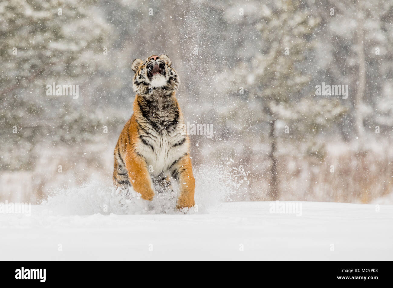 Sibirische Tiger im Schnee im Winter Taiga. Tiger in freier Wildbahn winter natur. Gefahr Tier. Sibirische Tiger im Winter Taiga. Schneeflocke mit beautifu Stockfoto