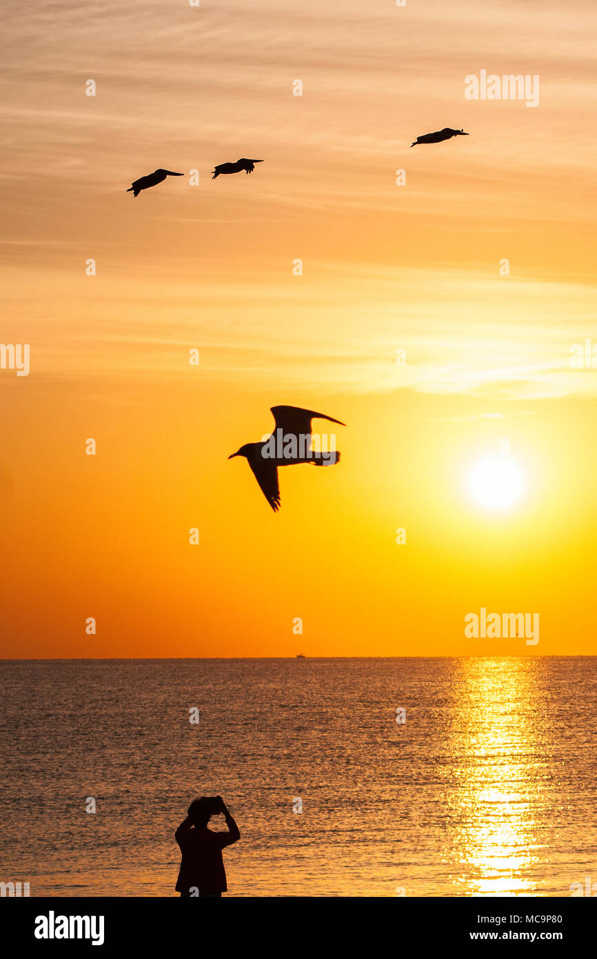 Eine Silhouettenfrau fotografiert den bunten goldenen Sonnenaufgang an einem Strand in Florida Stockfoto