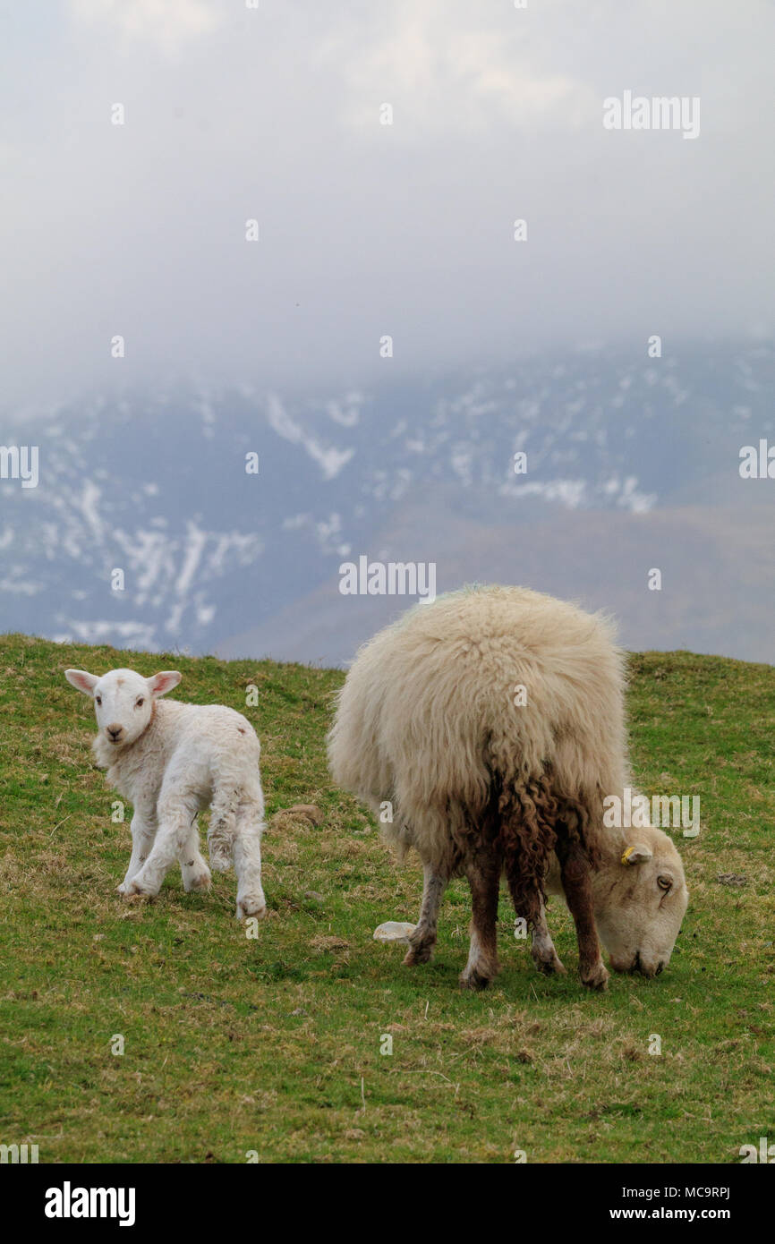 Ein neugeborenes Lamm weiden Neben seiner Mutter ewe auf einem Hügel, mit einem schneebedeckten Berg und niedrige Wolke im Hintergrund Stockfoto