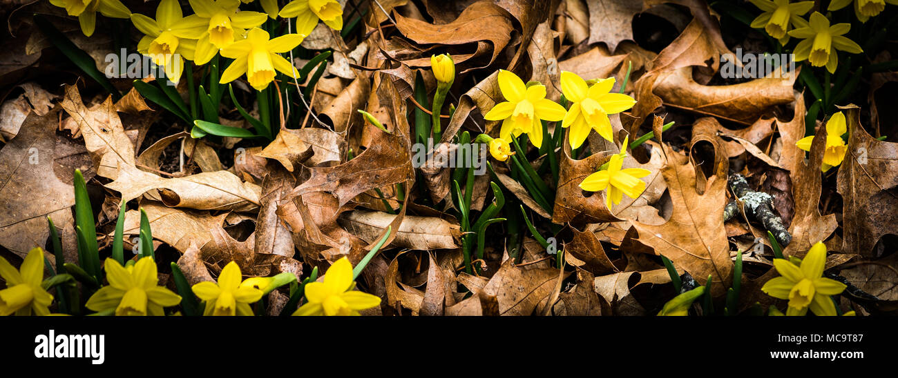 Frühling Narzissen Keimen durch die Blätter im Herbst. Stockfoto