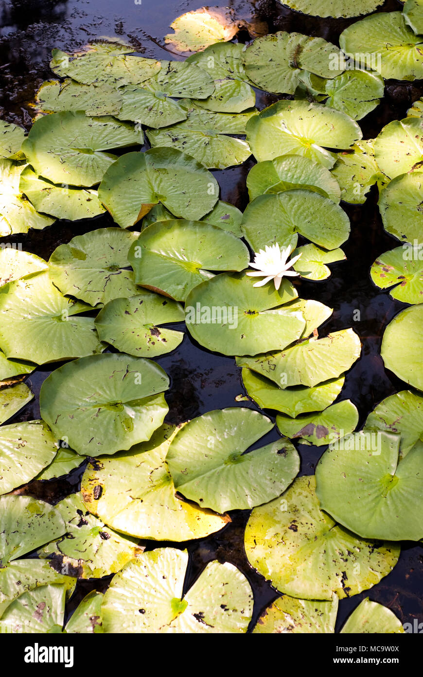 Ein Haufen grüne Lily Pads mit einer Lilie auf der Oberseite Stockfoto