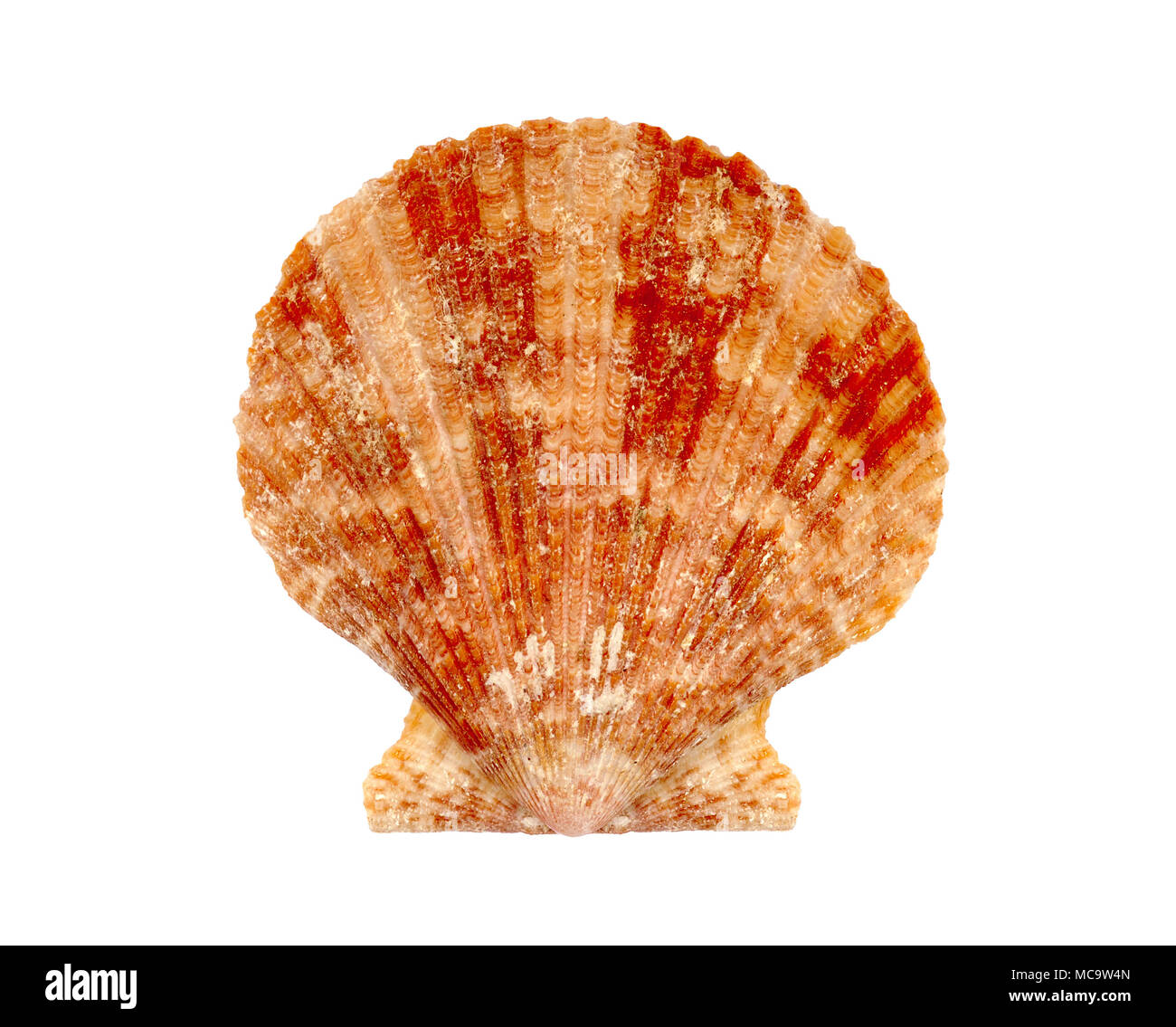 Clam oder Muschel seashell auf weißem Hintergrund Stockfoto