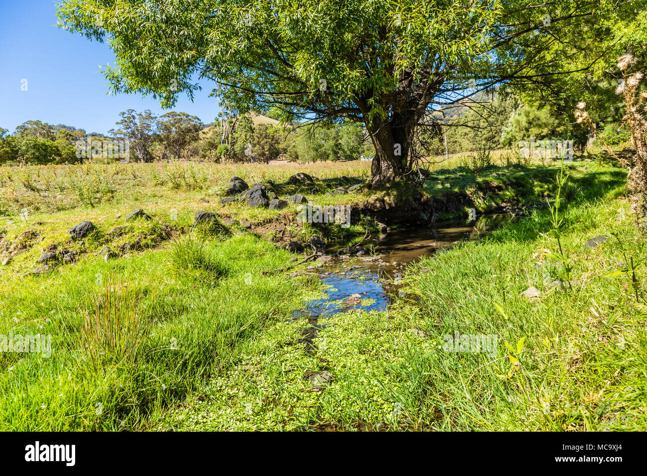 Kleine Bach hinter einem Baum, in der oberen Hunter Valley, NSW, Australien. Stockfoto