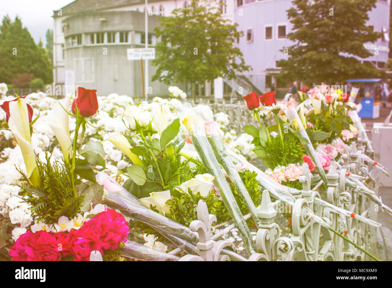 Weichzeichner, (unscharf) der mit Tropfen Wasser im Vintage Style rose. Stockfoto