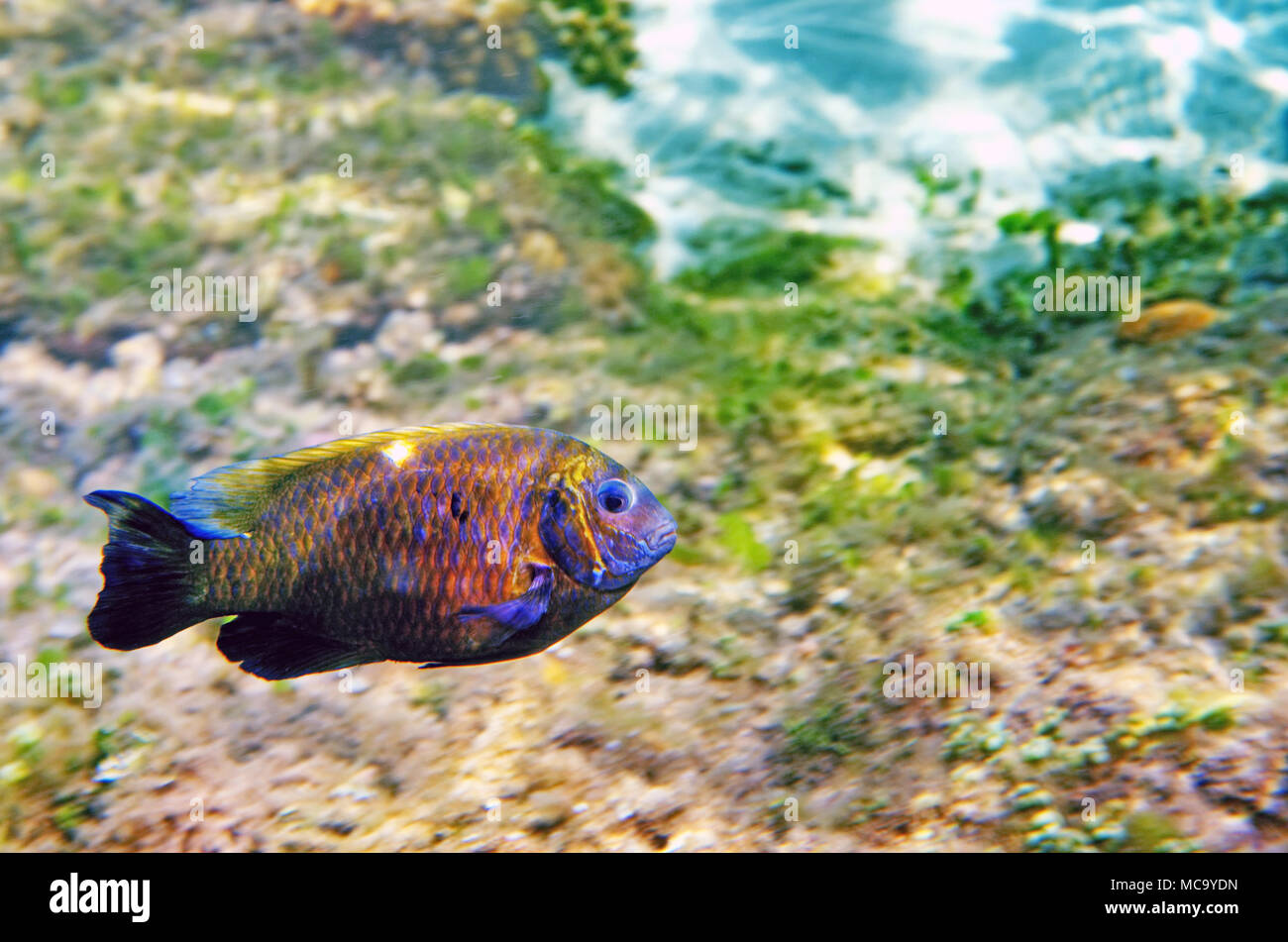 Die Unterwasserwelt der Sulu See Stockfoto