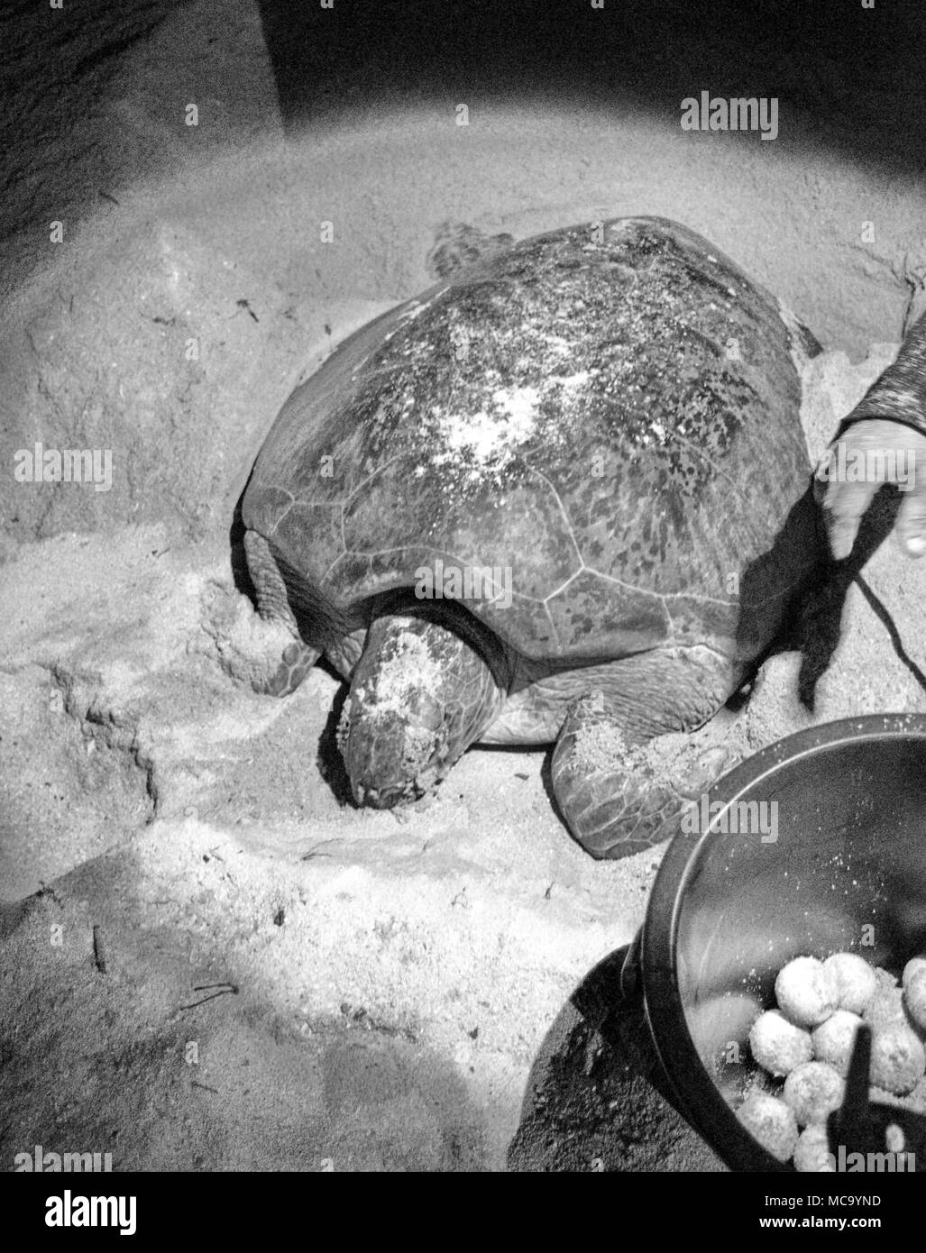 Turtle Hatchery auf der Insel Selingan Stockfoto