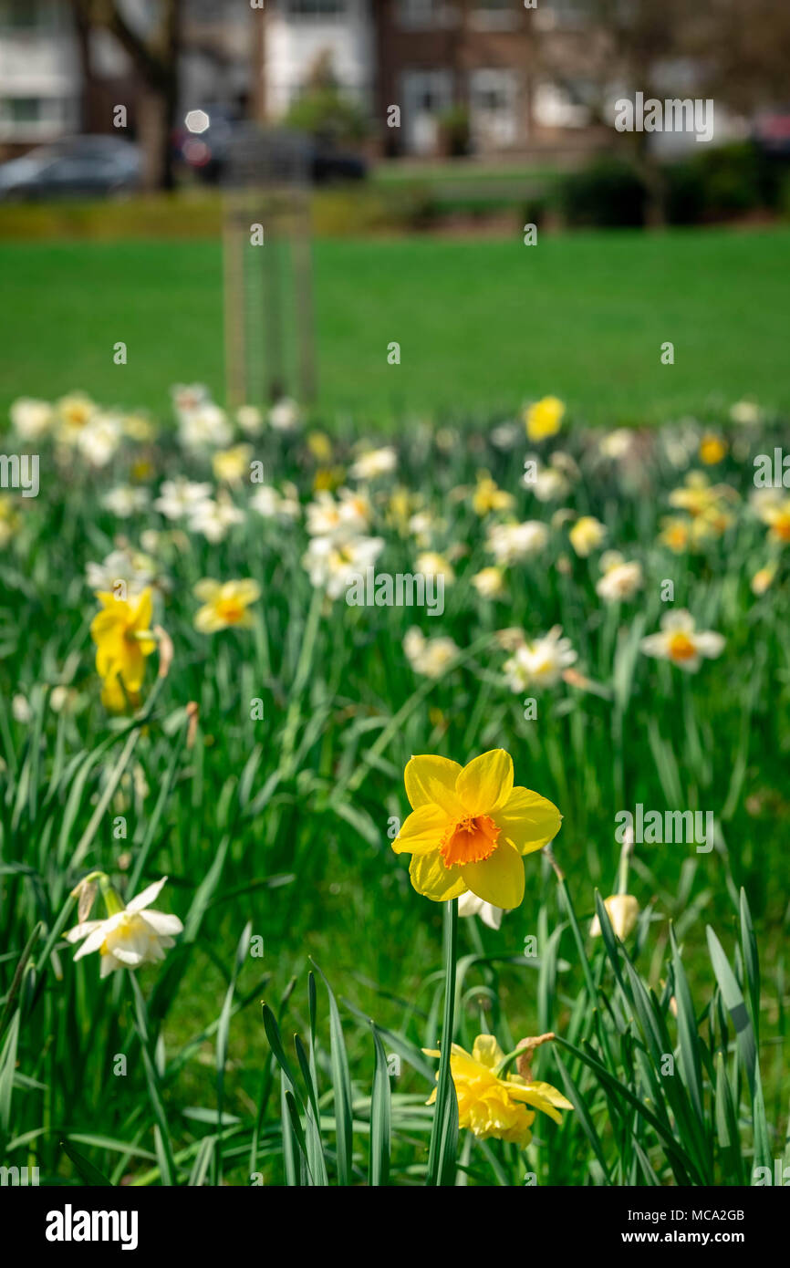 Harrow, Großbritannien, 14. April 2018. Der Frühling kommt in der Egge mit ein Meer von Narzissen und Blumen auf einem sehr sonnigen Samstag in Alexandra Park, da das Wetter verbessert Quelle: Tim Ring/Alamy leben Nachrichten Stockfoto