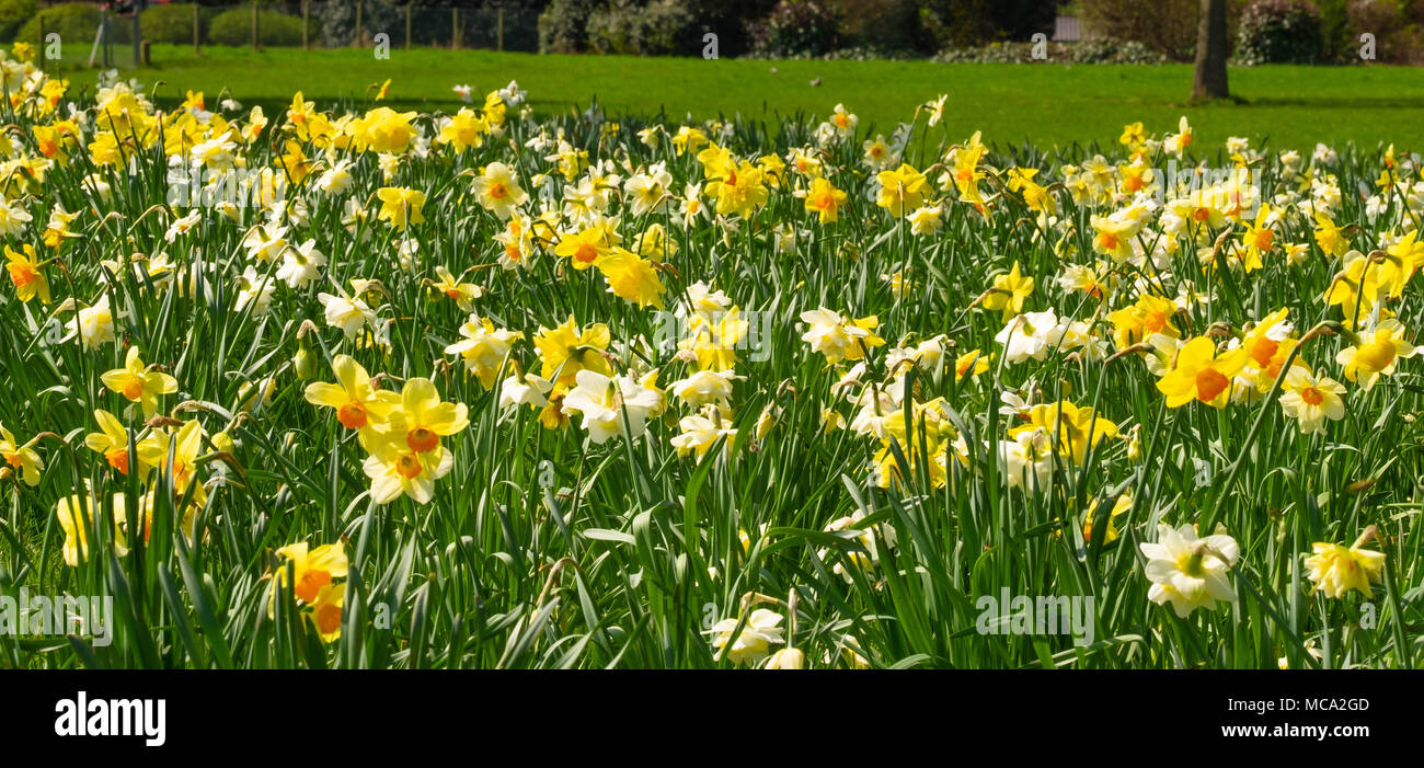 Harrow, Großbritannien, 14. April 2018. Der Frühling kommt in der Egge mit ein Meer von Narzissen und Blumen auf einem sehr sonnigen Samstag in Alexandra Park, da das Wetter verbessert Quelle: Tim Ring/Alamy leben Nachrichten Stockfoto