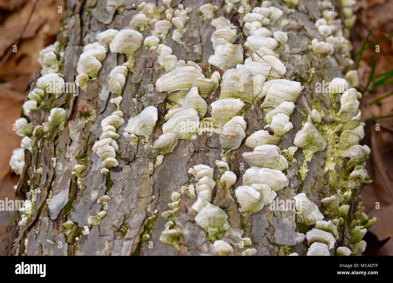 Weiße Halterung Pilze wachsen auf einem gefallenen Baumstamm in einer Feder Wald. Stockfoto