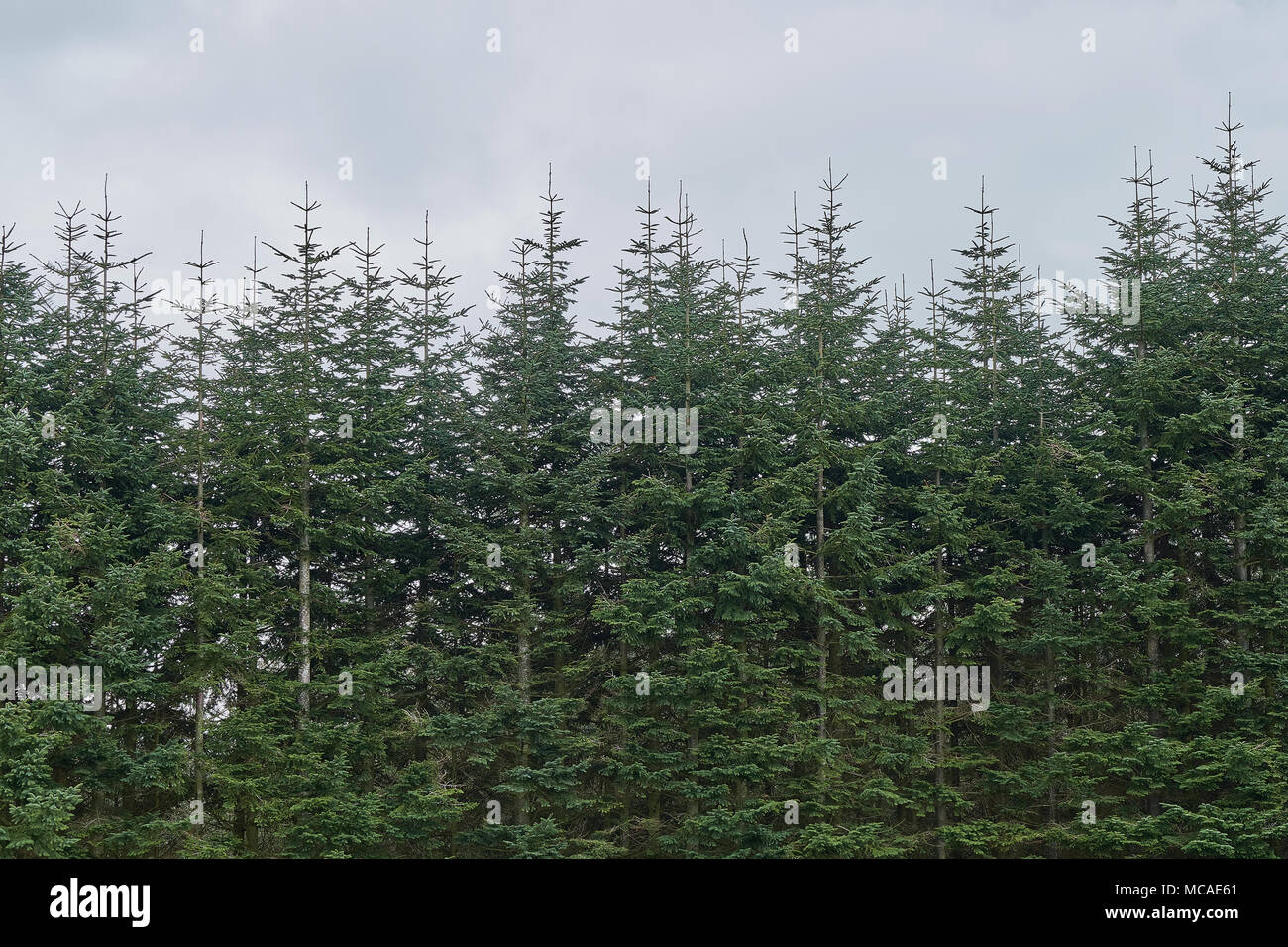 Wald Des Teufels Kanzel Stockfoto