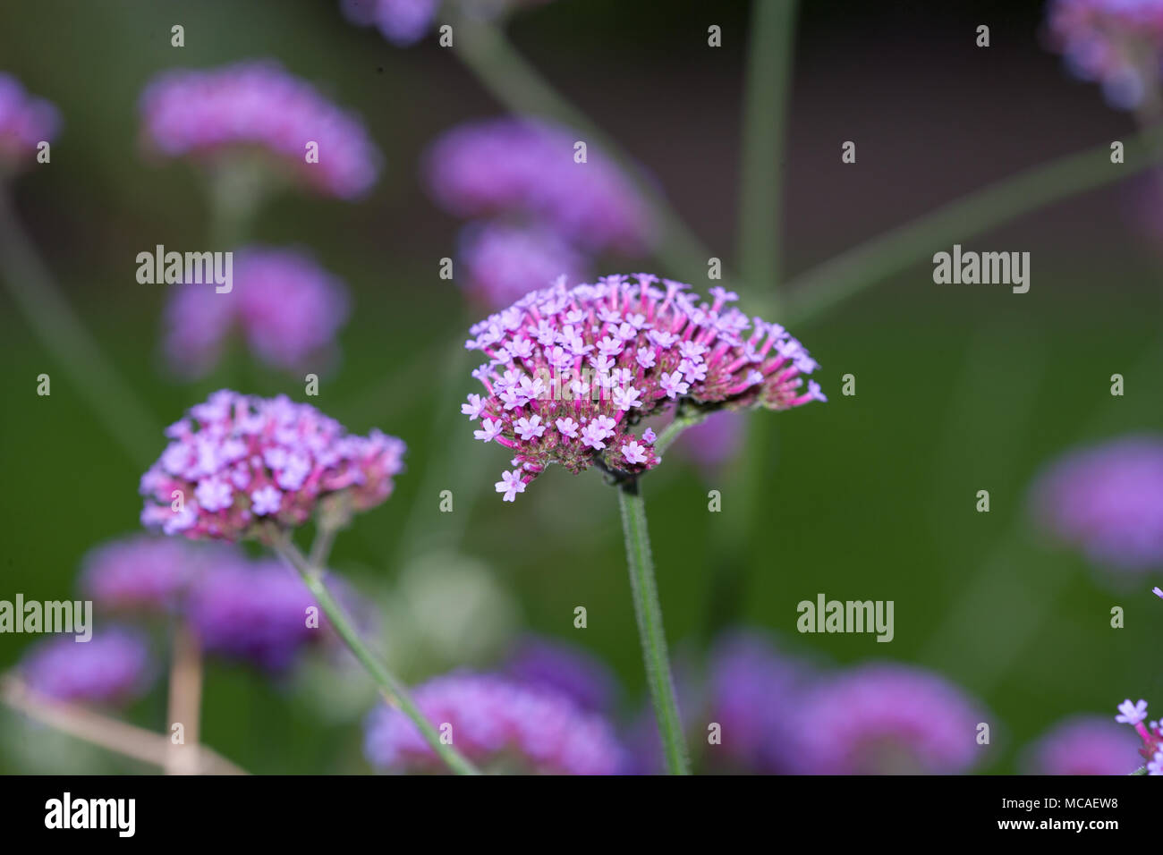 , Jätteverbena purpletop Vervain (Verbena Bonariensis) Stockfoto , Jätteverbena purpletop Vervain (Verbena Bonariensis) Stockfoto