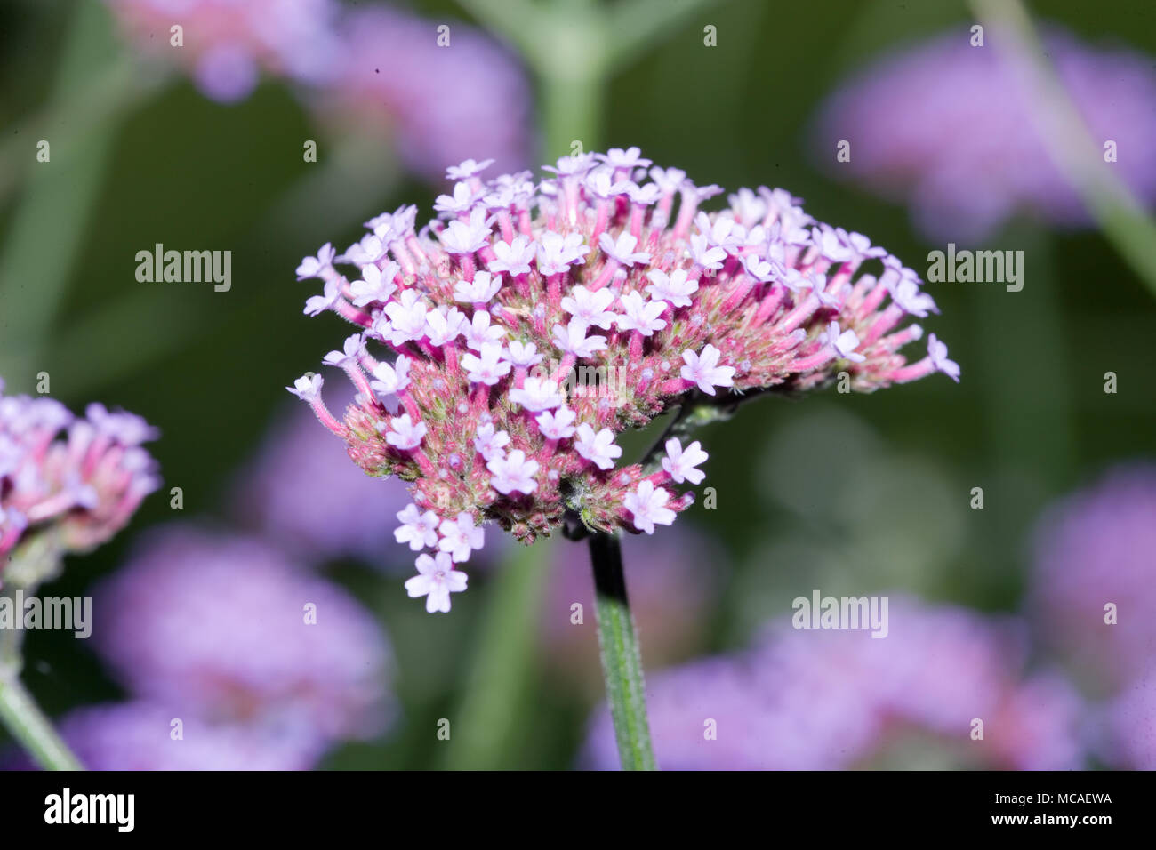 , Jätteverbena purpletop Vervain (Verbena Bonariensis) Stockfoto , Jätteverbena purpletop Vervain (Verbena Bonariensis) Stockfoto