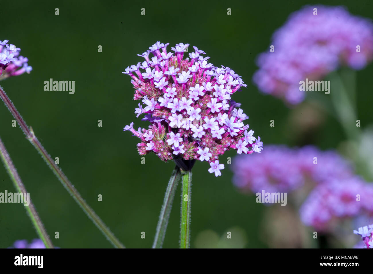 , Jätteverbena purpletop Vervain (Verbena Bonariensis) Stockfoto , Jätteverbena purpletop Vervain (Verbena Bonariensis) Stockfoto