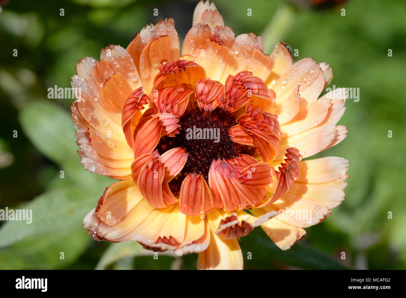 Eine Nahaufnahme eines Calendula Rosa Überraschung Vielfalt im Frühjahr entfalten. Stockfoto