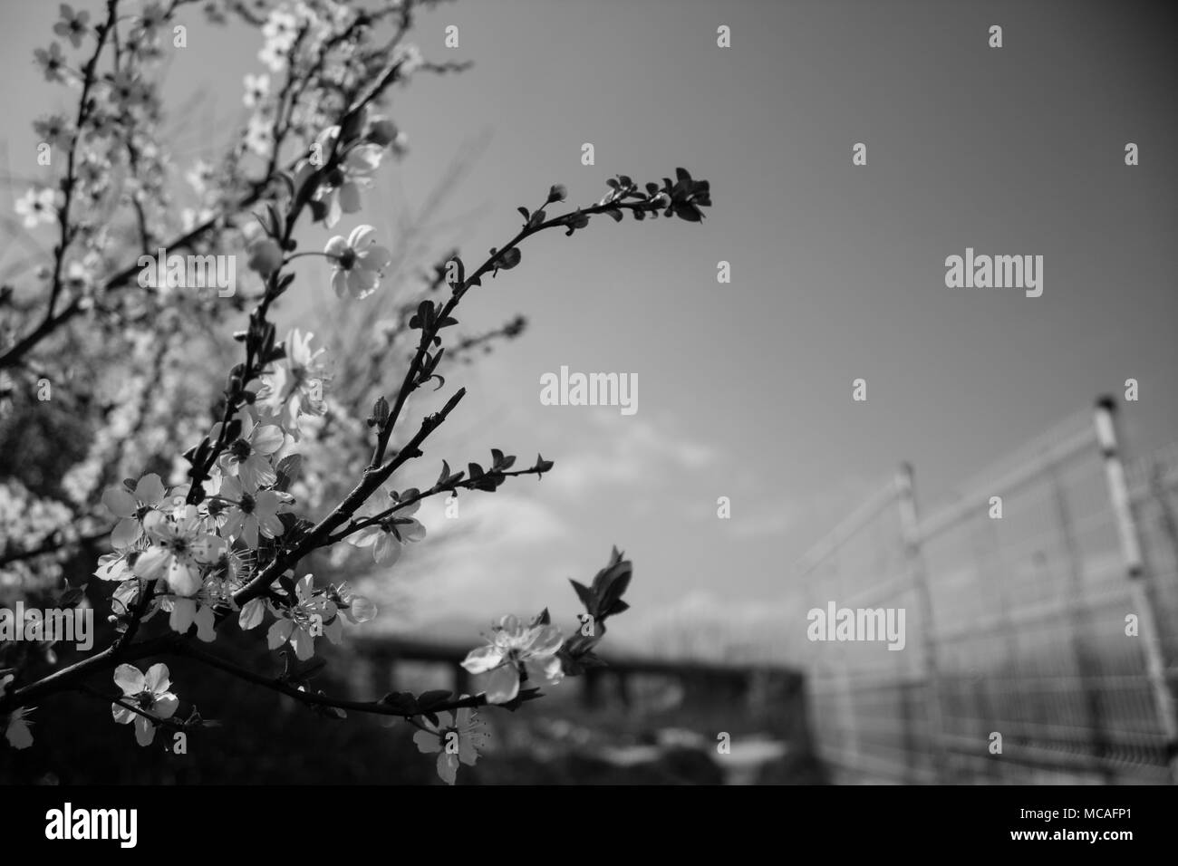 Nahaufnahme von Baum Blüte mit verschwommenen Hintergrund. Stockfoto