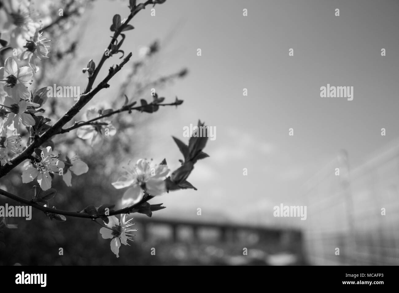 Nahaufnahme von Baum Blüte mit verschwommenen Hintergrund. Stockfoto