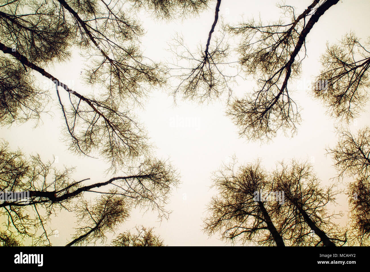 Bis zu dem Baum und Himmel in Sepia Farbe Hintergrund Stockfoto