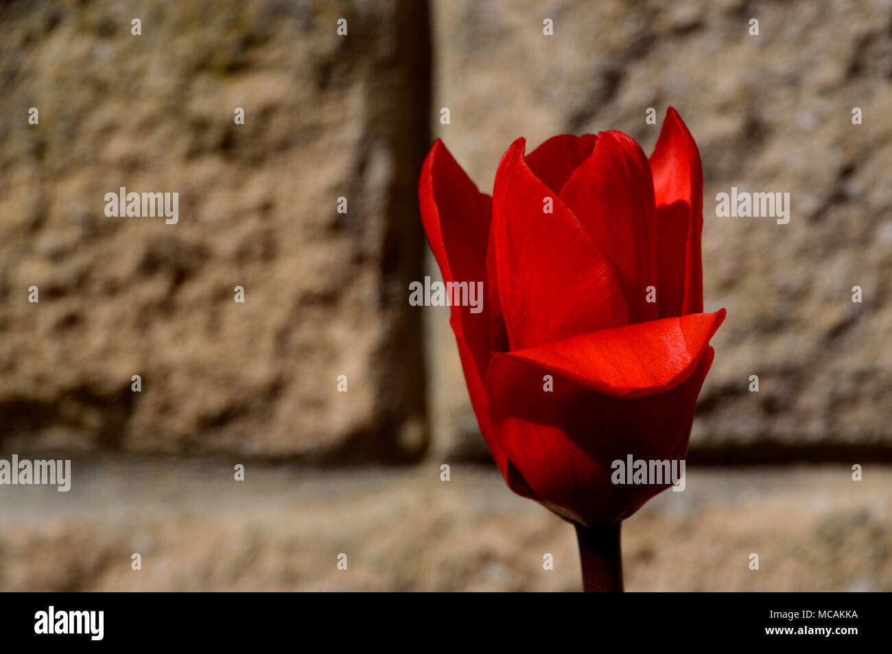 Single leuchtend Scharlachrot Tulipa kaufmanniana Tulip howwinner" gegen eine Wand in einem Englischen Garten, England, UK angezeigt Stockfoto