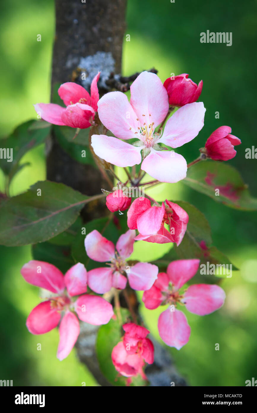 Schönen Apfel Baum Blumen Stockfoto