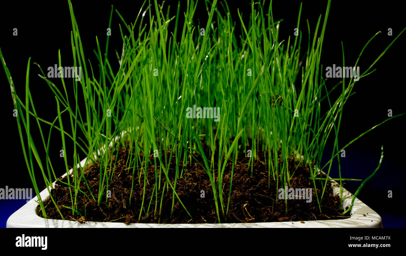 Grünen Gras im Flower pod Stockfoto