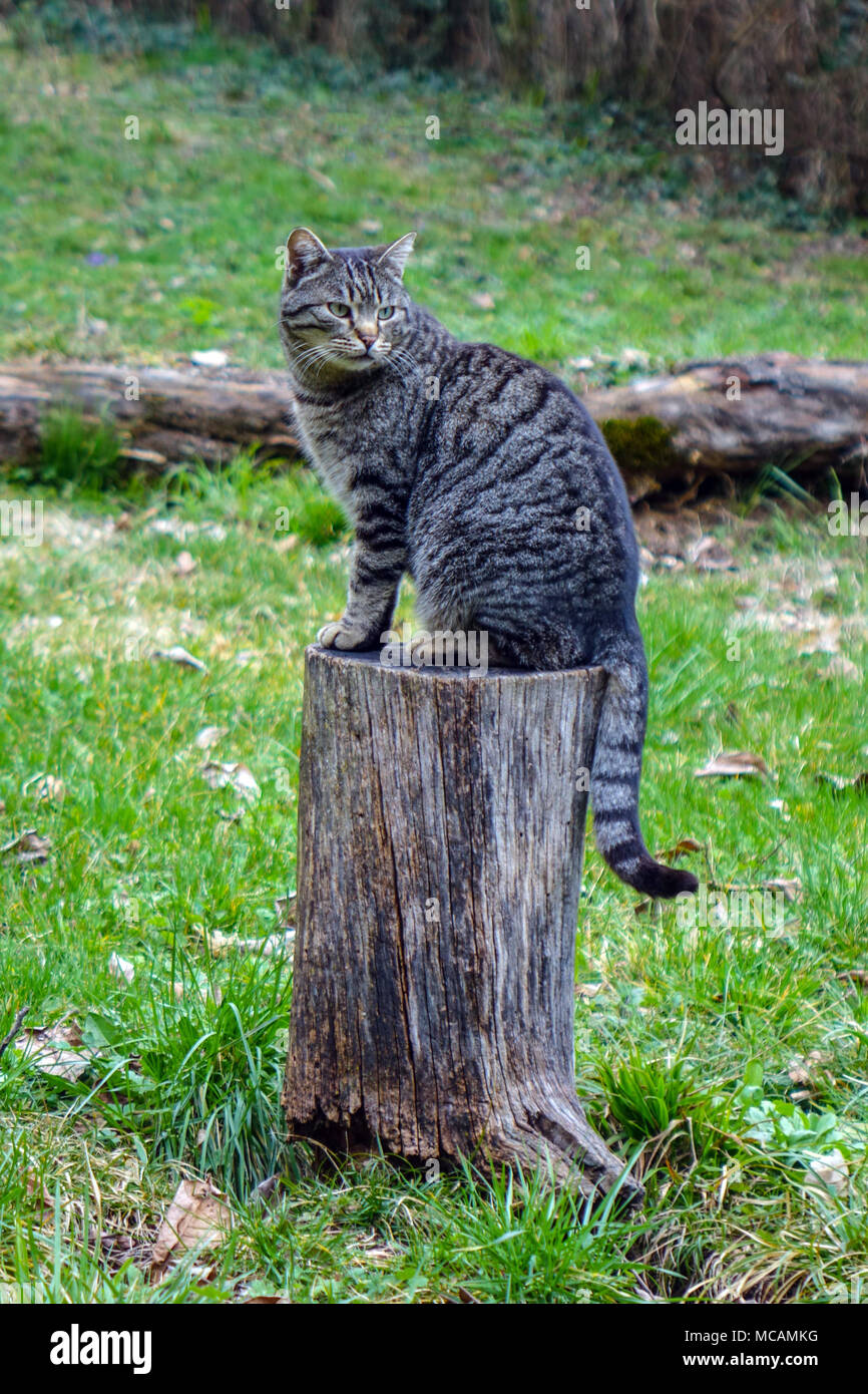 Reifen tabby Katze sitzt auf Baumstumpf, auf der Suche über die Schulter Stockfoto