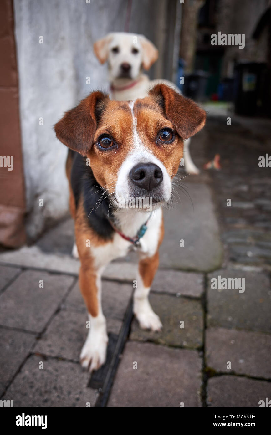 Junge Jack Russell Terrier knüpft an eine Wand auf einer gepflasterten Straße mit einem Labrador Stockfoto