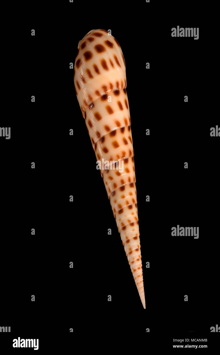 Muschel von Terebra areolata, Malakologie Sammlung, Spanien, Europa Stockfoto