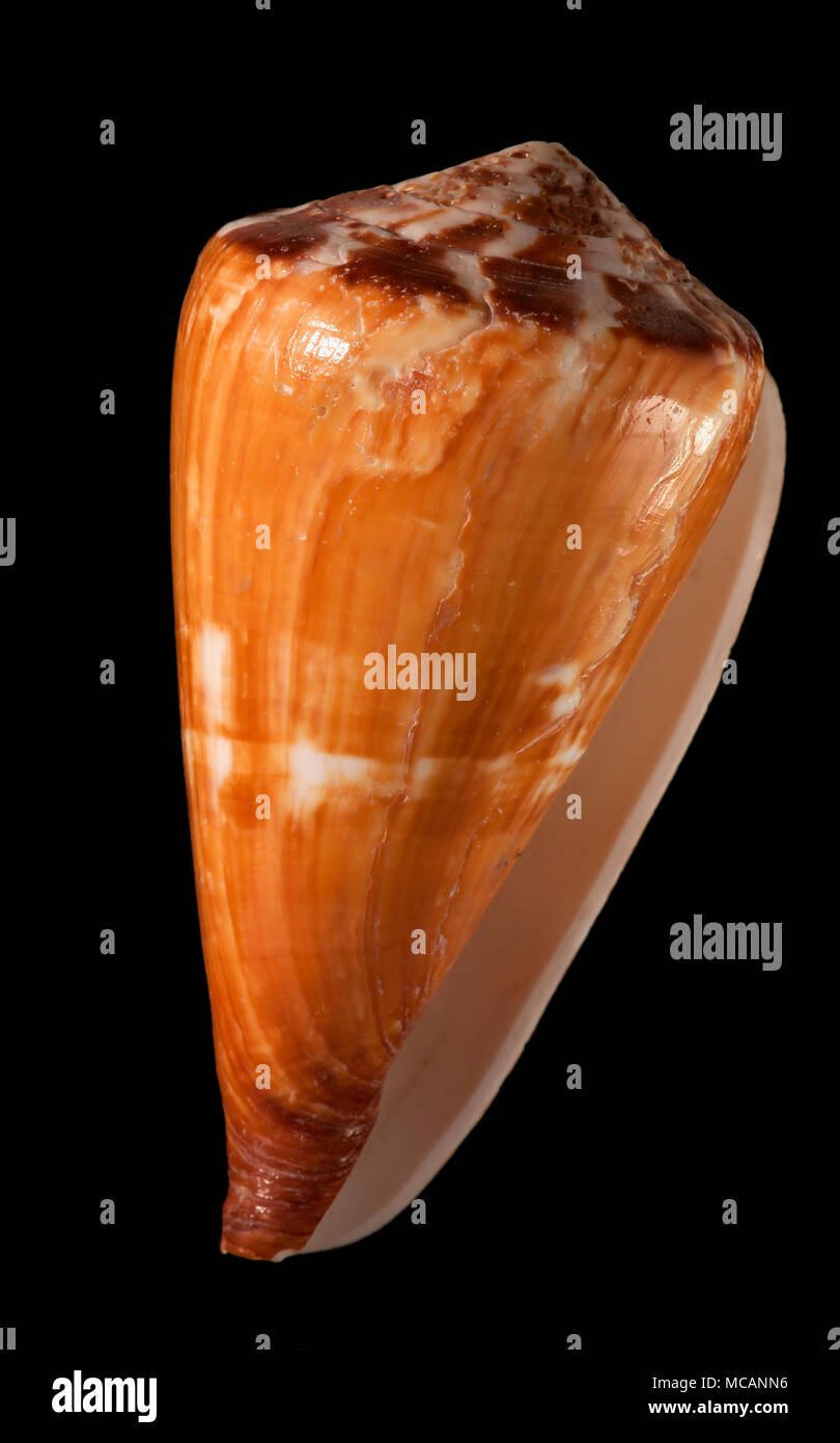 Muschel von Flag Kegel (Conus Fahne), Malakologie Sammlung, Spanien, Europa Stockfoto