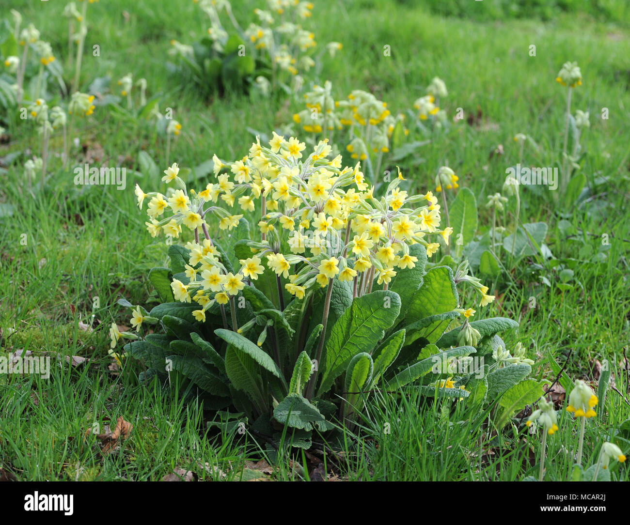 Falsche Oxlip (Primula vulgaris x Primula Veris) ist ein natürlich vorkommendes Hybrid zwischen Primel (Primula vulgaris) und Schlüsselblume (Primula Veris). Bedgeb Stockfoto