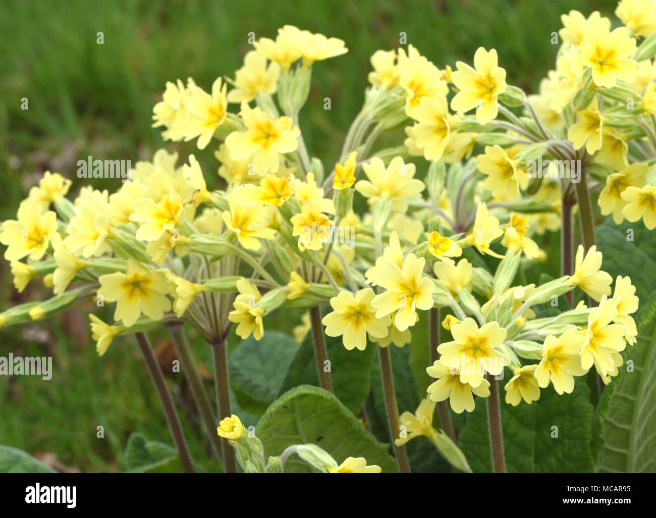 Falsche Oxlip (Primula vulgaris x Primula Veris) ist ein natürlich vorkommendes Hybrid zwischen Primel (Primula vulgaris) und Schlüsselblume (Primula Veris). Bedgeb Stockfoto