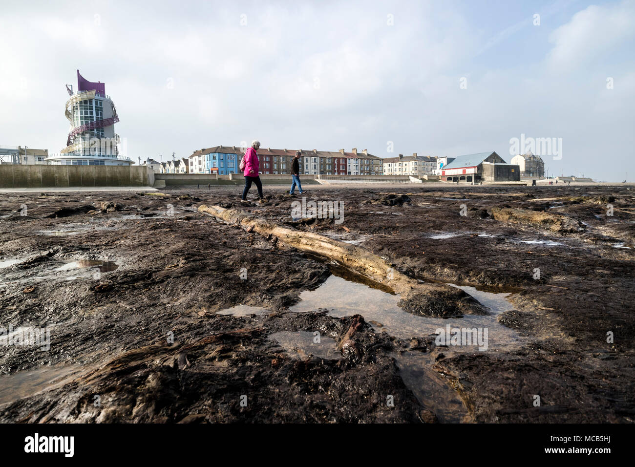 Redcar, Cleveland, UK. Sonntag, dem 15. April 2018. UK Wetter. Nach einem nebligen Start die Sonne für diejenigen, die kamen, die vor kurzem ausgesetzt versteinerter Wald am Strand in Redcar in North East England zu erkunden. Diese alten Bäume, die über 7.000 Jahre alt zu sein, waren durch Sturm Emma im März 2018 aufgedeckt und haben durchaus eine Touristenattraktion geworden. David Forster/Alamy leben Nachrichten Stockfoto