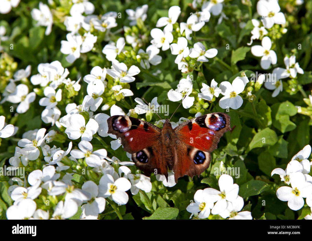 Edinburgh, Schottland, UK, 15. April 2018 Mit warmen 14 Grad Temperatur ein Tagpfauenauge Nektar aus weißen Beetpflanzen Blumen Stockfoto