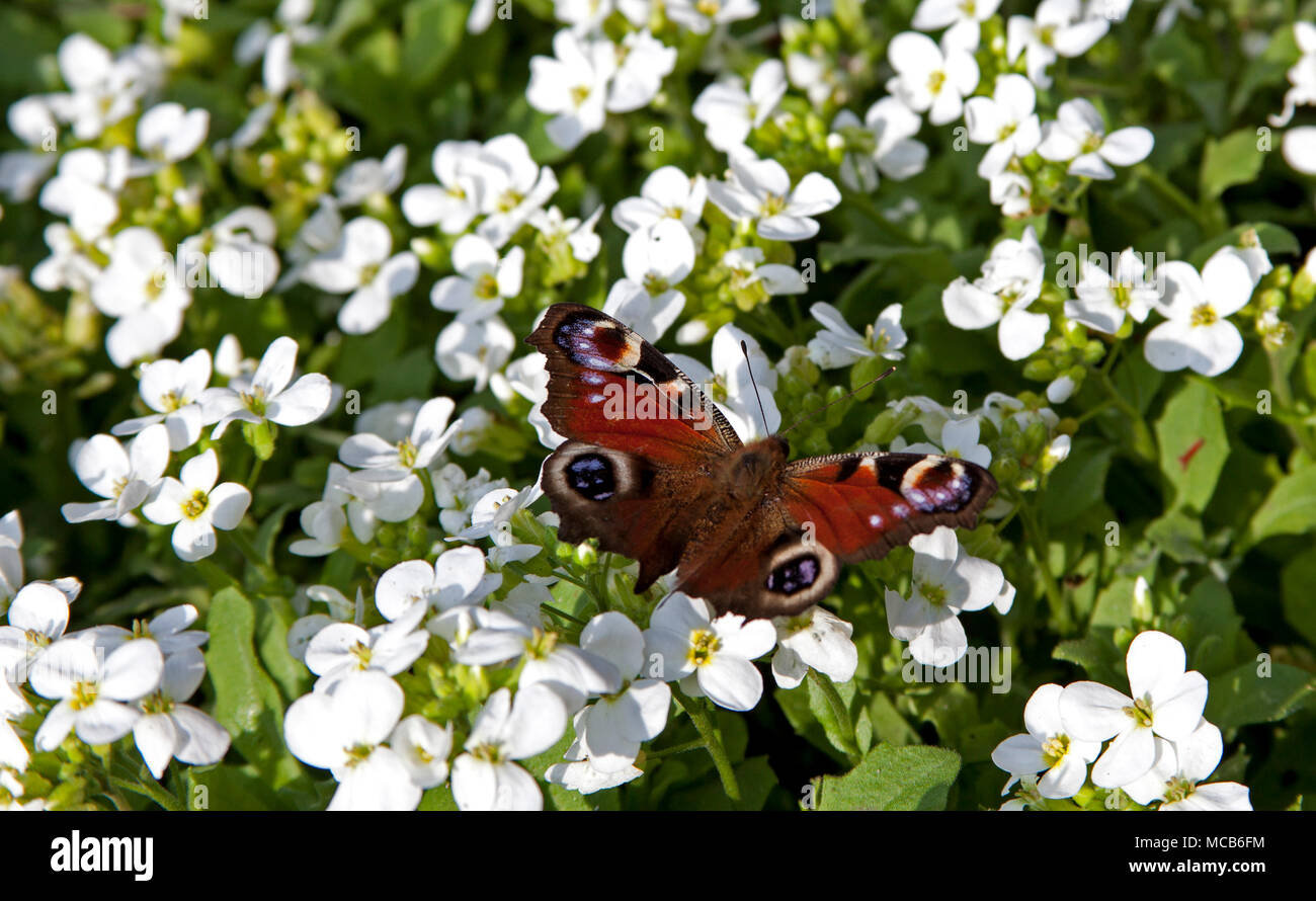 Edinburgh, Schottland, UK, 15. April 2018 Mit warmen 14 Grad Temperatur ein Tagpfauenauge Nektar aus weißen Beetpflanzen Blumen Stockfoto