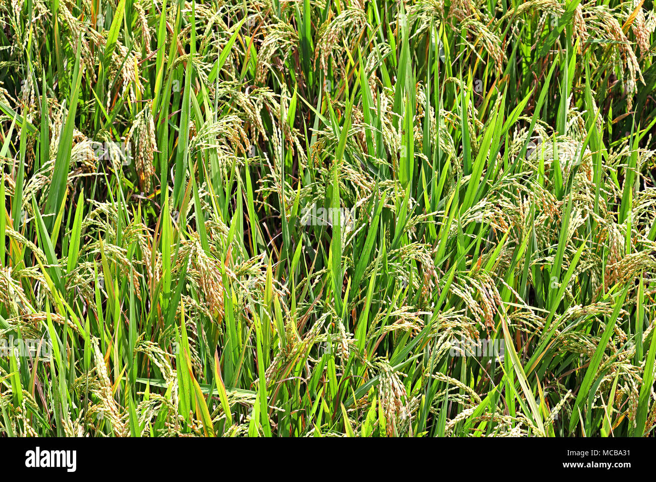 Nahaufnahme des ständigen Reisfeld Pflanzen mit Reifung Halm und Körner in Feld in Kerala, Indien wächst. Stockfoto