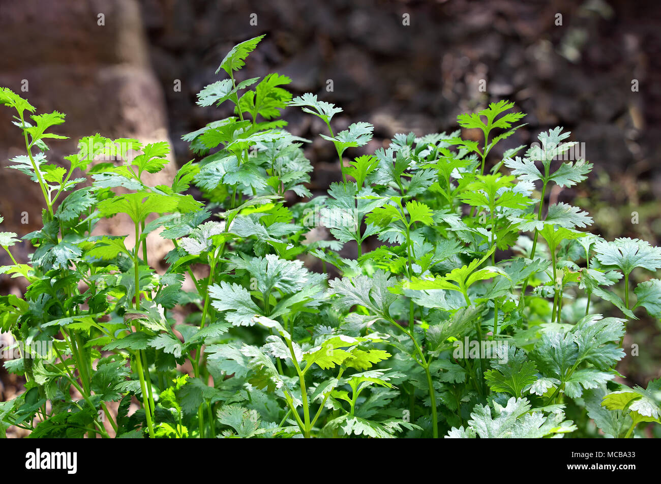 Bündel von Bio Koriander Pflanzen in der Küche Garten Gemüsegarten wächst. Familie Apiaceae. Stockfoto