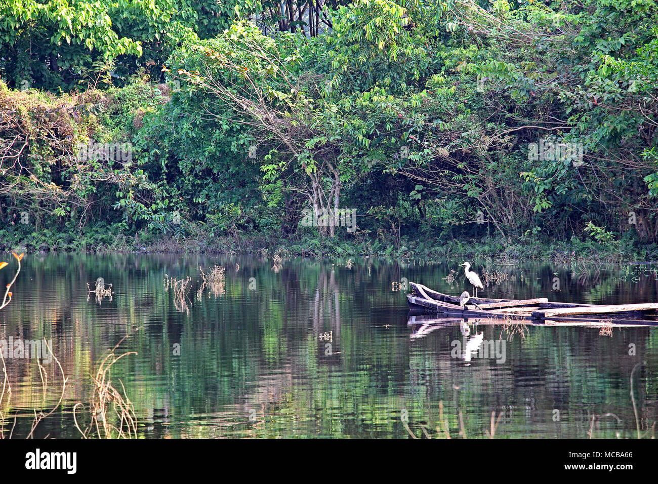 Weiße Reiher stehend auf hölzernen Boot getaucht und auf der Suche nach Fisch in einem See in Kerala, Indien. Stockfoto