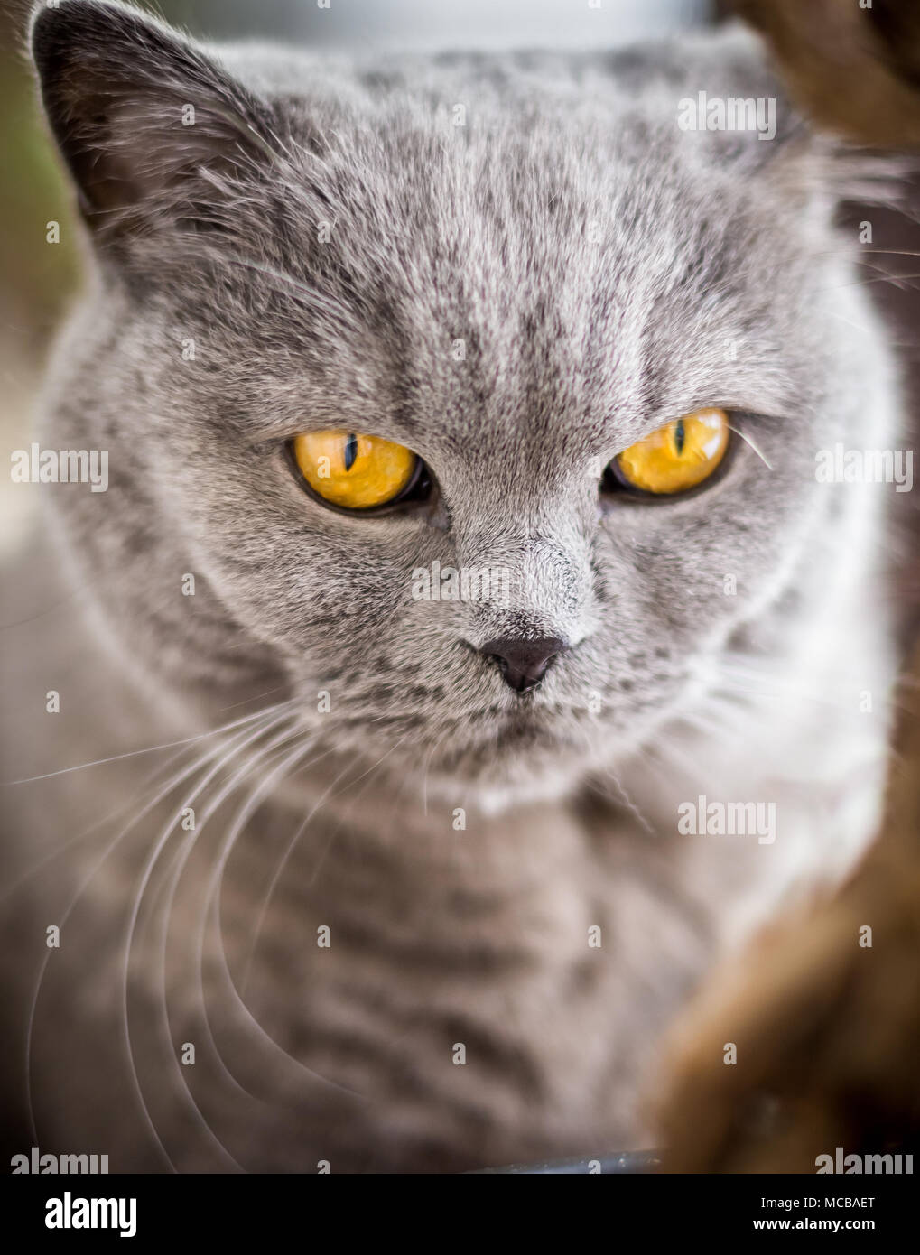 Portrait von Britisch Kurzhaar Katze mit blauen und grauen Pelz. Geringe Tiefenschärfe. Stockfoto